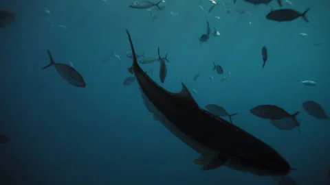 Fish move in elegant patterns near a submerged shark cage, illuminated by Stock Footage 304664073