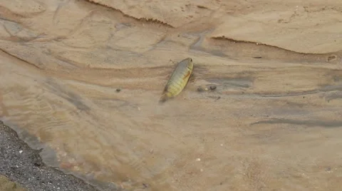 Fish move through the stream Stock Footage 67318707