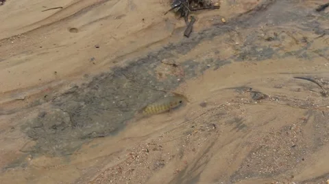 Fish move through the stream Stock Footage 67320927