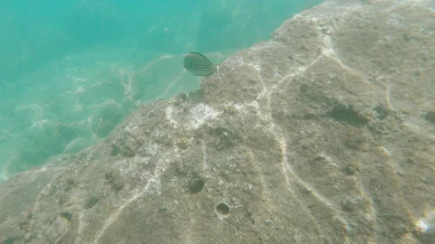 Fish moving along corals and underwater stones, tropical colorful fish on the Stock Footage 167488589