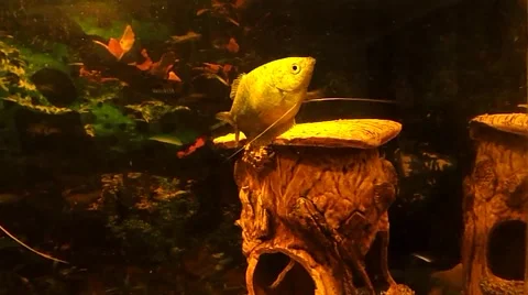 The fish is moving up to the edges Stock Footage 42428946