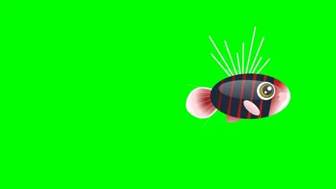 Fish Moving with Striped Isolated Green Screen Stock Video Video stock 336959194
