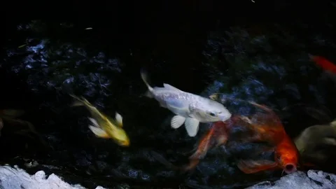 Fish moving underwater Stock Footage 79672569