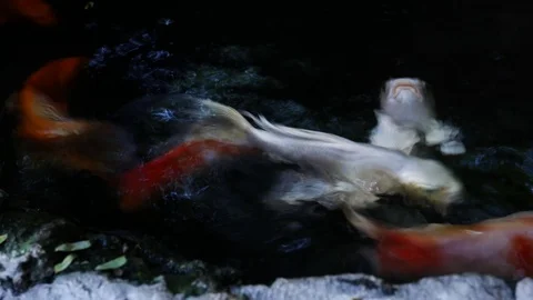 Fish moving underwater Stock Footage 79673398