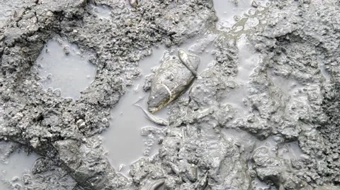 Fish in the mud Stock Footage 43181614