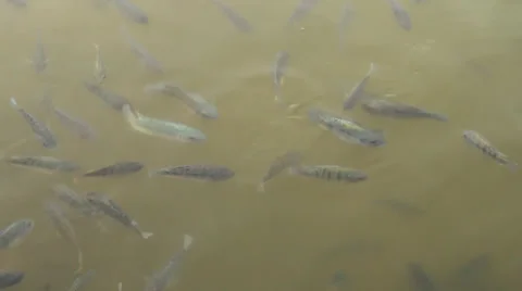 Fish in Muddy Water Stock Footage 38523852