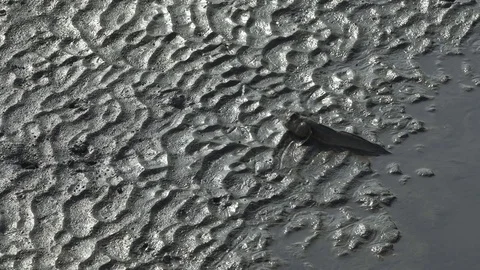 Fish on mudflats during low tide Stock Footage 76910439