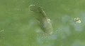 Fish In Murky Green Water HD Footage
