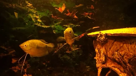 Fish in my aquarium Stock Footage 42428935