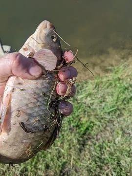 Fish in my hand Stock Photos