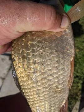 Fish in my hand Stock Photos