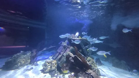 Fish n treasure chest 動画素材 237593604