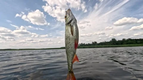 Fish, namely roach, on a fishing line against a cloudy sky. Stock Footage 311577435