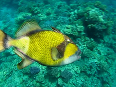 Fish napoleon Stock Footage 24970902