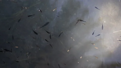 Fish in natural pond Stock Footage 230105089