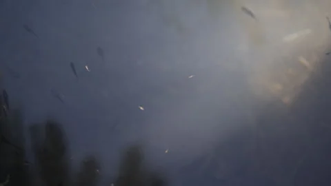 Fish in natural pond Stock Footage 230105123