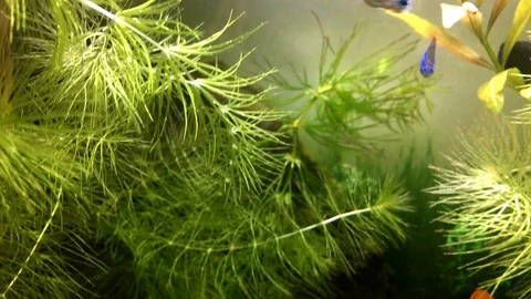 Fish in nature I Stock Footage 87495090