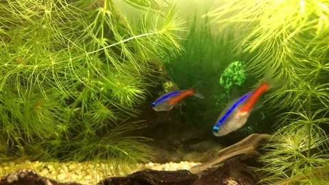 Fish in nature II Stock Footage 87495110