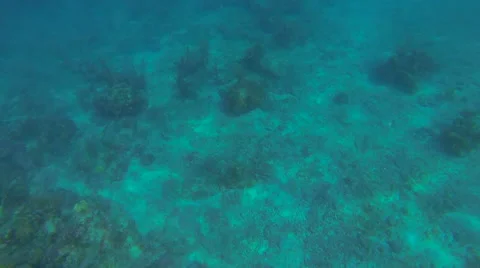 Fish near the reef Stock Footage 42727862