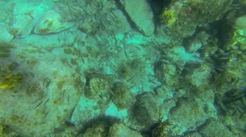 Fish near the reef Stock Footage 42729413