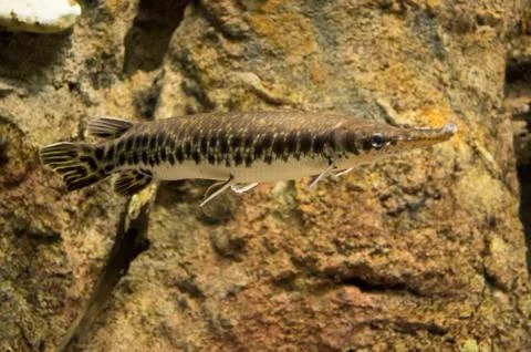 Fish Needle Stock Photos