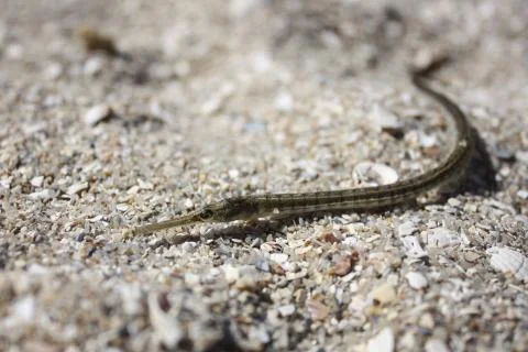 Fish needle Stock Photos