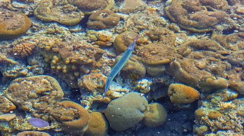 Fish Needle in the sea over corals. Flora and fauna of the Red Sea. The wonde Stock Photos
