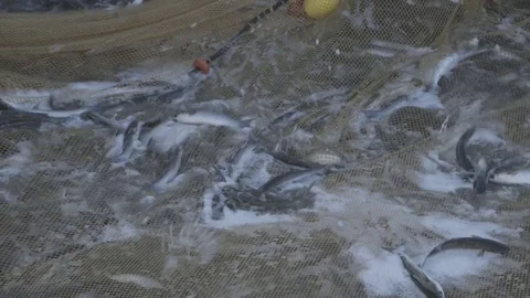 Fish in the net just caught Stock Footage 71198578