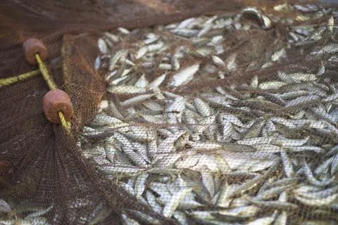 A fish in the net Stock Photos
