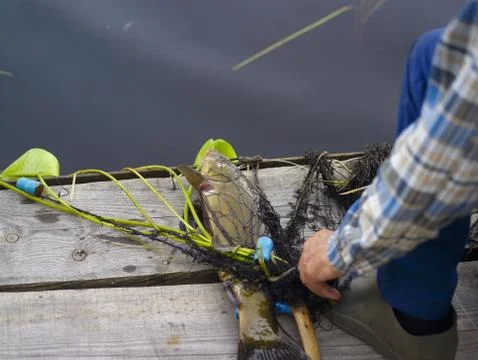 Fish In Net Фото