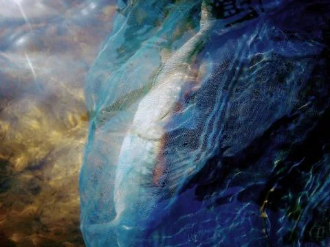 Fish in the net Stockfoto's