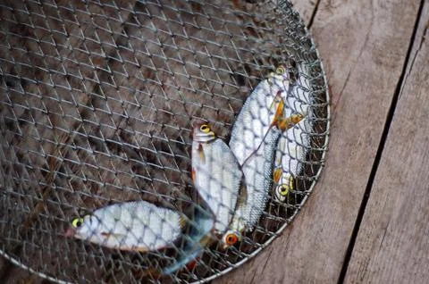 Fish in net Fotos de archivo