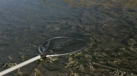 Fish Net in Water HD9040 Stock Footage 12549007