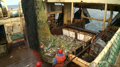 Fish from a network gets to hold. Stock Footage 63115983