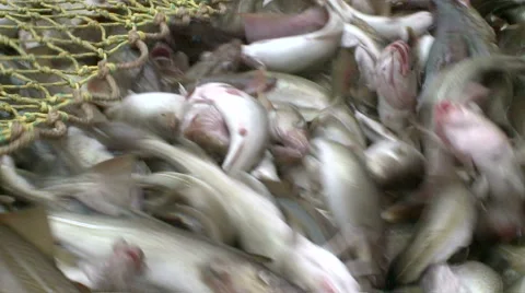 Fish from a network gets to hold. Stock Footage 63116047