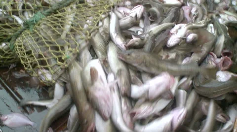 Fish from a network gets to hold. Vidéo 63116126