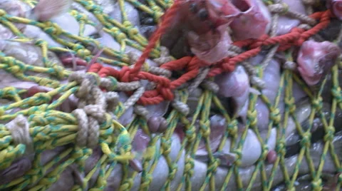 Fish from a network gets to hold. Vidéo 63116607