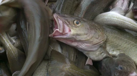 Fish from a network gets to hold. Stock Footage 63117020