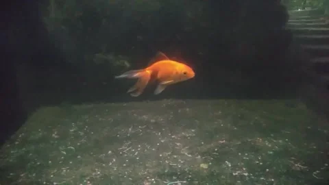 Fish new 스톡 동영상 255843659