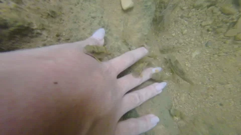 Fish nibbles hand Stock Footage 279714298