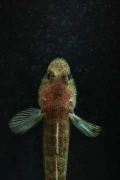 Fish by night Stock Photos