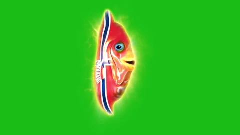 Fish Norway footage Stock Footage 259843927
