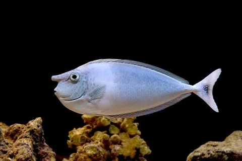 	The fish with a nose Stock Photos