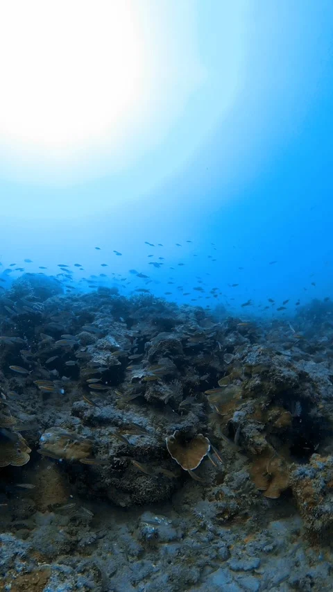 Fish &amp; Nudi Video stock 247822100