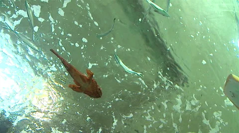 Fish nursery tanque. Stock Footage 63033370