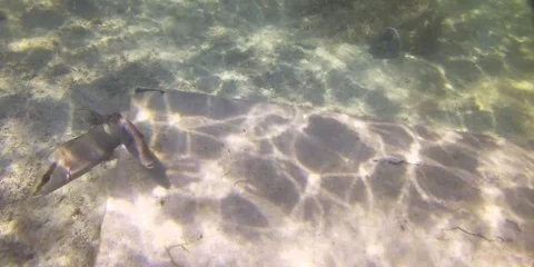 Fish in the Oceam Stock Footage 104067837