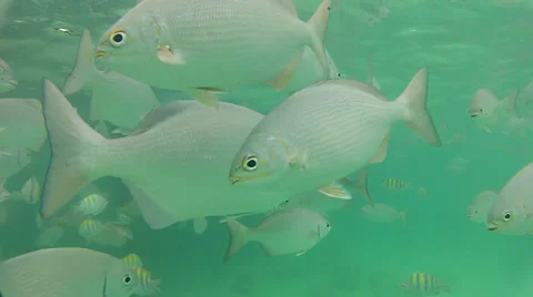 Fish in the ocean Vídeo Stock 34304658