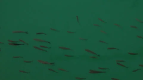 Fish in the Ocean Stock Footage 37656733