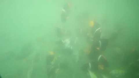 Fish in the ocean Video stock 81148383