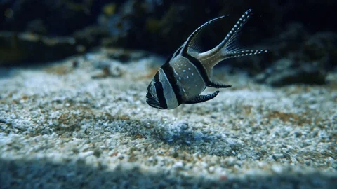 Fish in the ocean Video stock 94426716